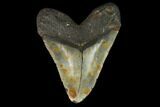 Huge, Fossil Megalodon Tooth - North Carolina #124458-2